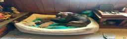 American Bully dogs for sale: Mini Me  - Ad 3