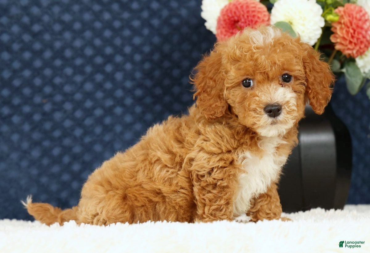 Bichpoo dogs Ethan - Ad 1
