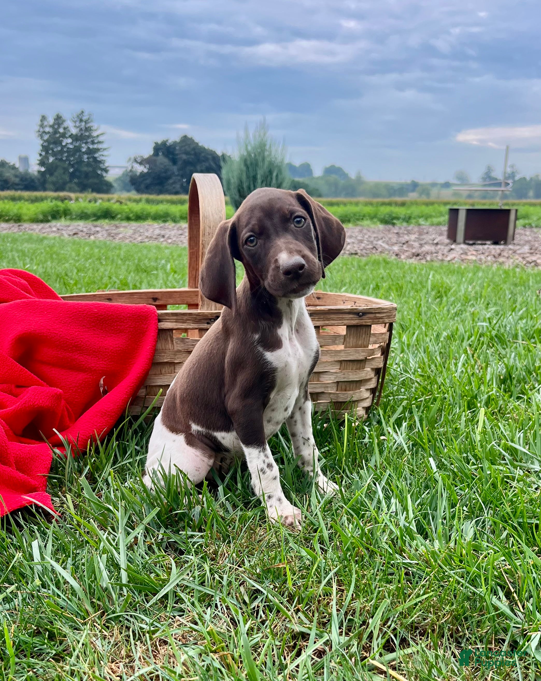 German Shorthaired Pointer dogs Roxy❤️AKC 🐾 text or call - Ad 1