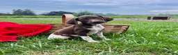 German Shorthaired Pointer dogs for sale: Roxy❤️AKC 🐾 text or call - Ad 1