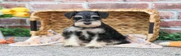 Miniature Schnauzer dogs for sale: Gus - Ad 5