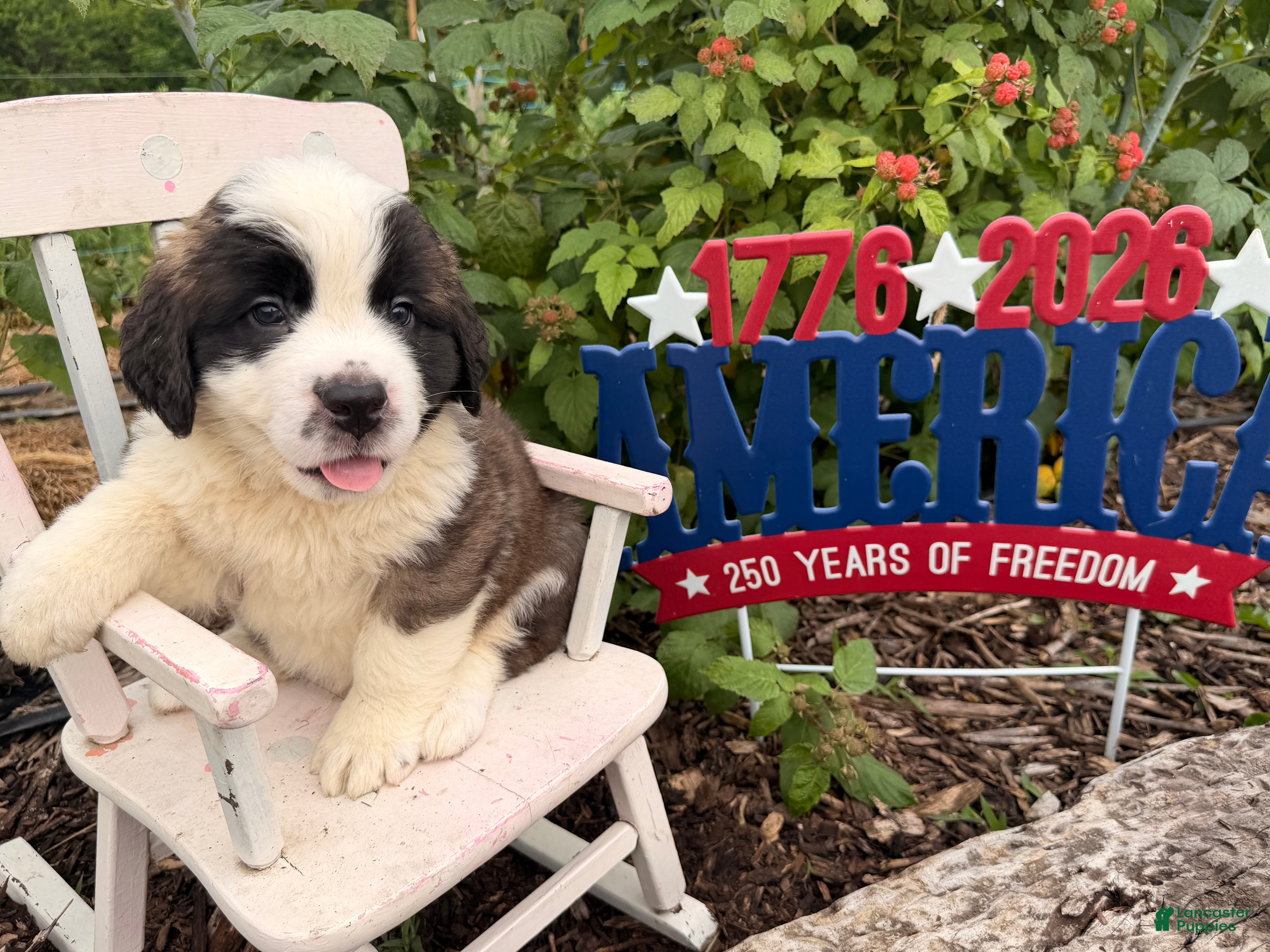 Saint Bernard dogs Beeper - Ad 2