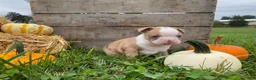 Boston Terrier dogs for sale: Maple - Ad 9