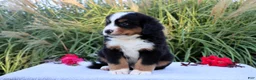 Bernese Mountain Dog dogs for sale: Larry AKC - Ad 4