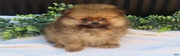 Pomeranian dogs for sale: Pepper 🐶 - Ad 13