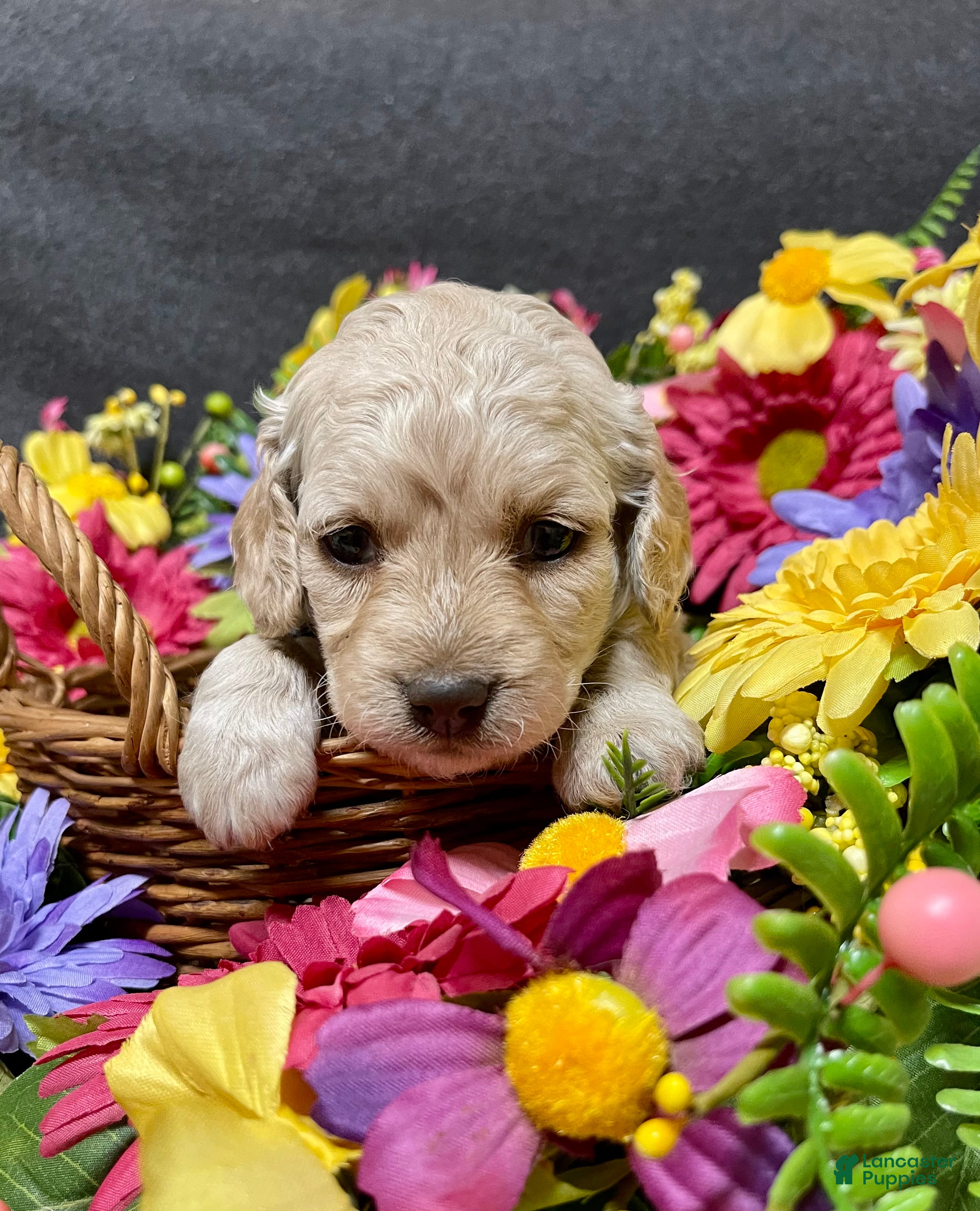 Cockapoo dogs Lily - Ad 1