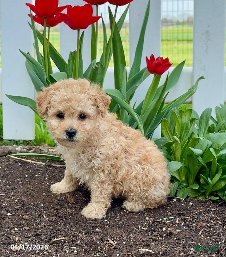 Miniature Poodle dogs Bingo - Ad 1