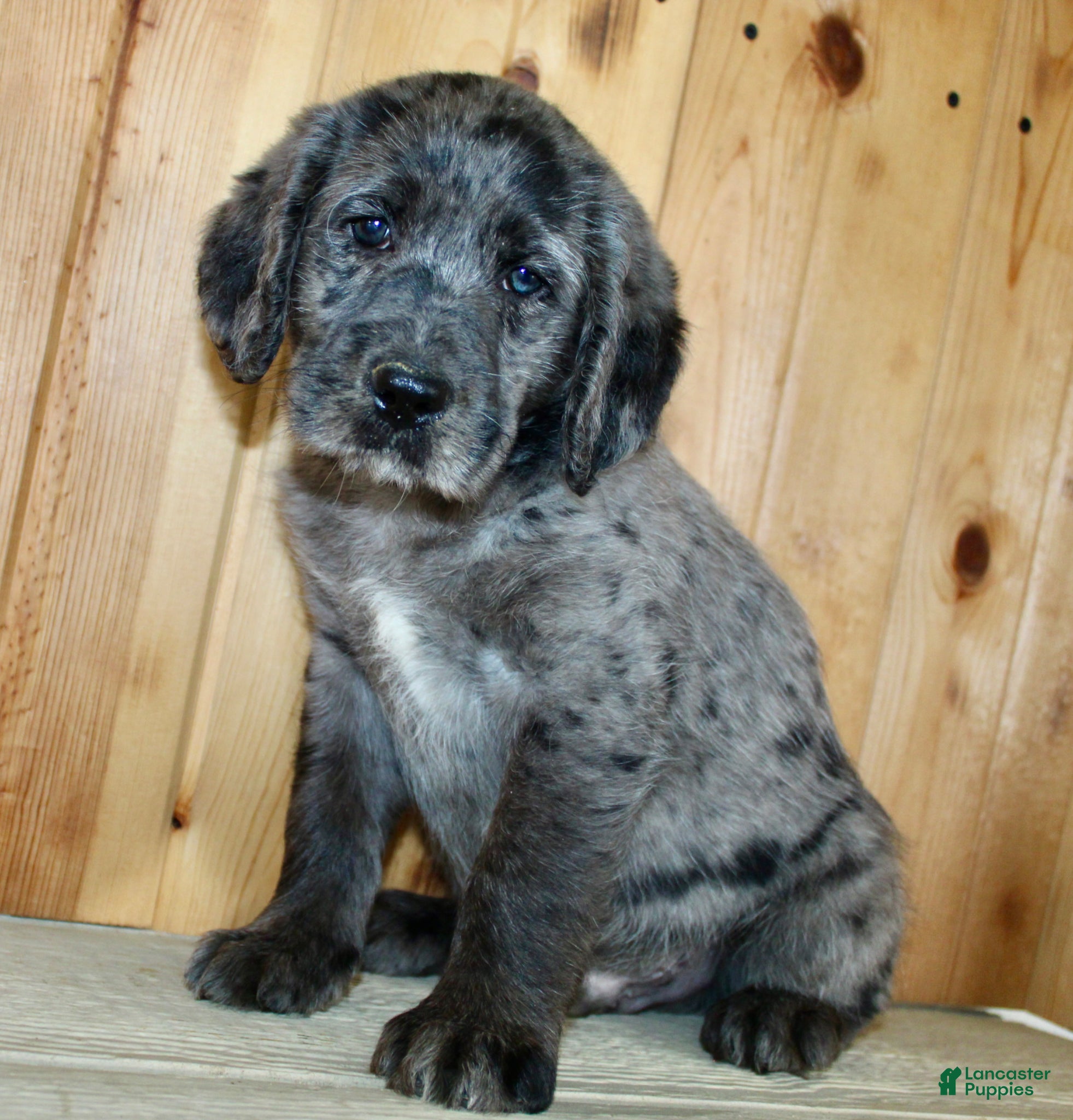 Labradoodle dogs Tucker - Ad 1