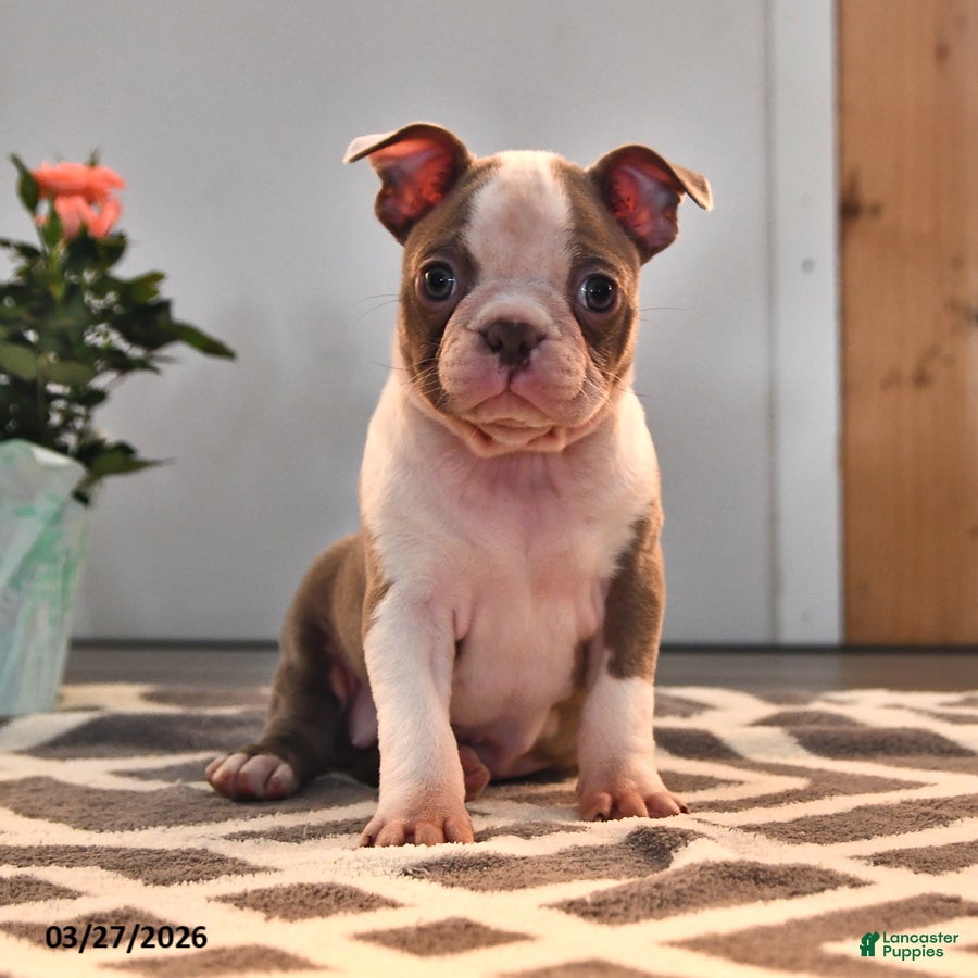 Boston Terrier dogs Lissa - Ad 2