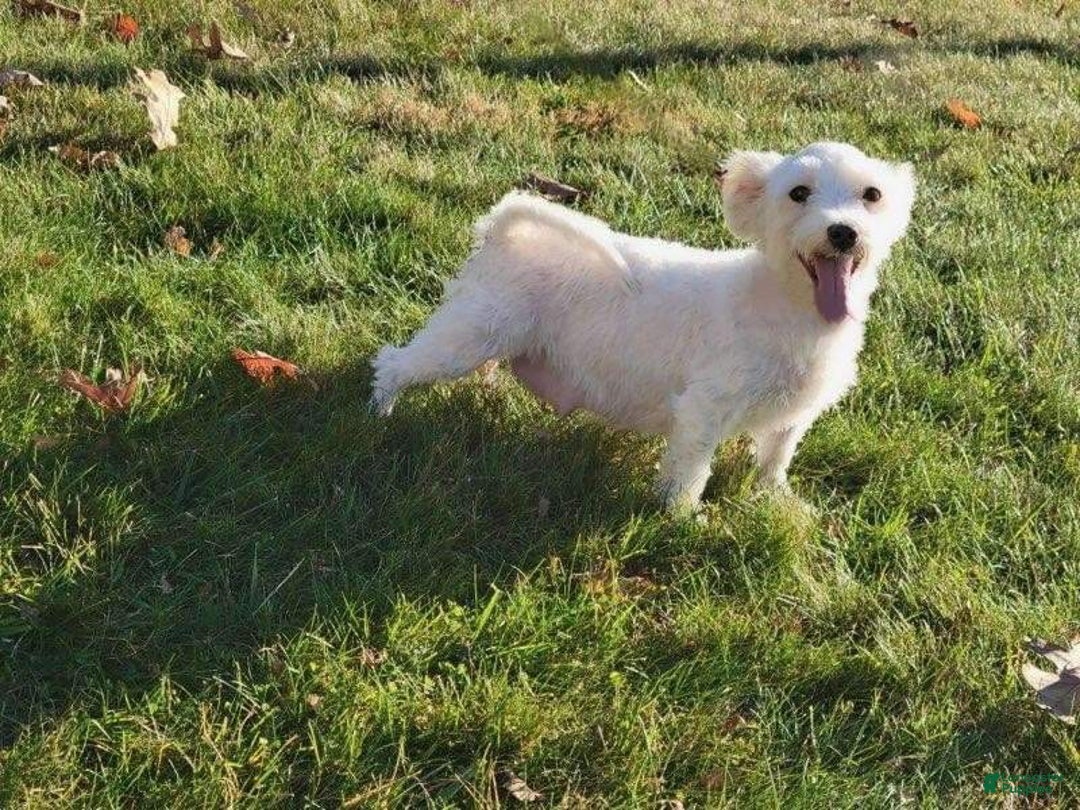 Maltipoo dogs for sale: Leo - Ad 7