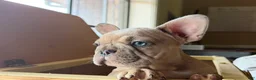 French Bulldog dogs for sale: Reggie - Ad 8