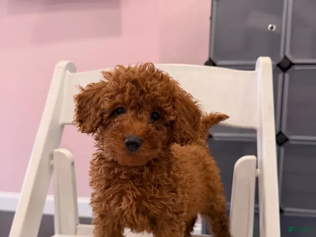 Mixed Breed dogs for sale: Chosen - Ad 1