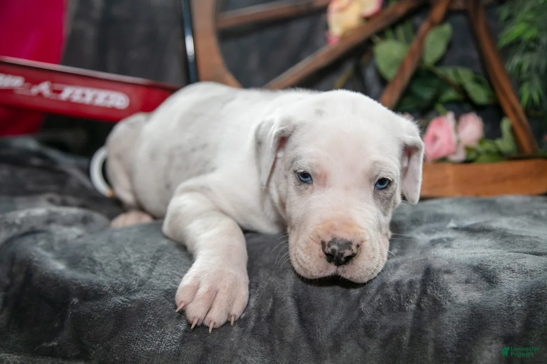 Great Dane dogs for sale: Captain - Ad 1