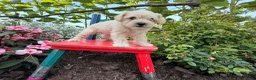 Schnoodle dogs for sale: Mitch  - Ad 8
