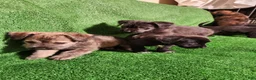 Mixed Breed dogs for sale:  SHE'S Browns Brindle  - Ad 5