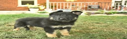 German Shepherd dogs for sale: Truffle  - Ad 4