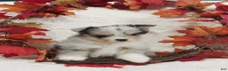 Pomeranian dogs for sale: Aliyah - Ad 1