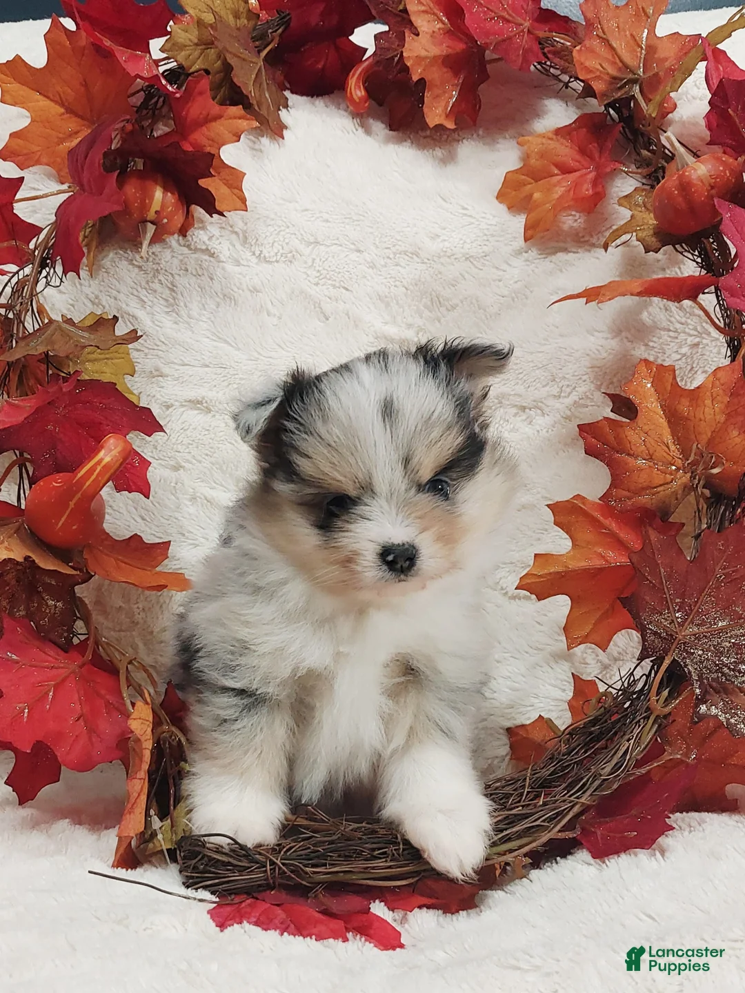 Pomeranian dogs for sale: Aliyah - Ad 1