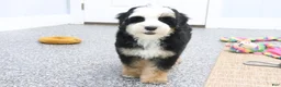 Mini Bernedoodle dogs for sale: Leo - Ad 4
