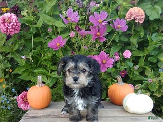 Yorkiepoo dogs - Ad 30