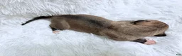 Great Dane dogs for sale: Chai - Ad 6