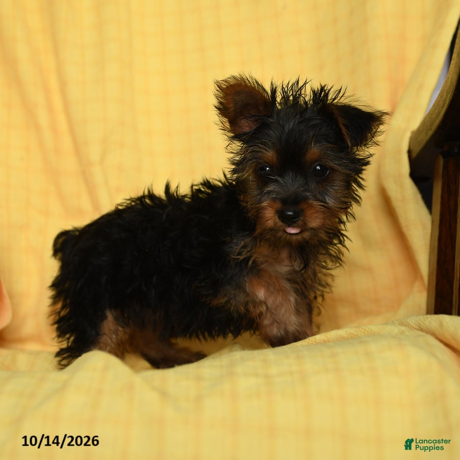 Yorkshire Terrier dogs Spice - Ad 2