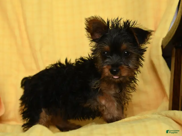 Yorkshire Terrier dogs Spice - Ad 2