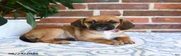 Puggle dogs for sale: Sophy - Ad 4