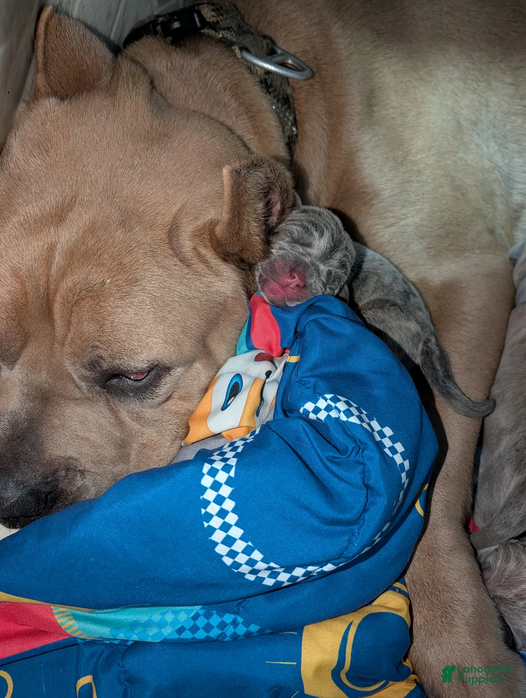 Cane Corso dogs for sale: Cane Corso 10 - Ad 9