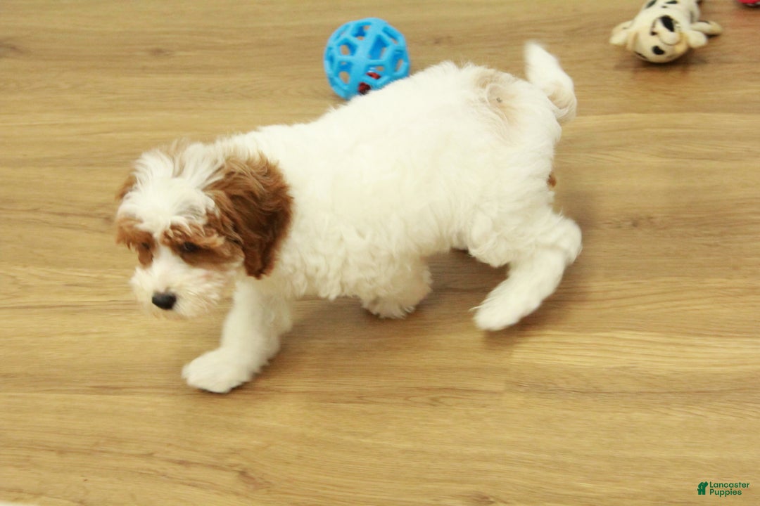 Cavapoo dogs for sale: Mia - Ad 3