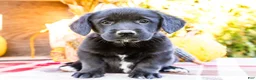 Mixed Breed dogs for sale: Riley Golden Corgi - Ad 1