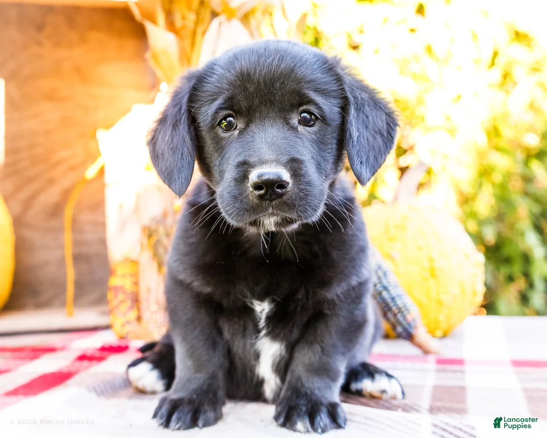 Mixed Breed dogs for sale: Riley Golden Corgi - Ad 1
