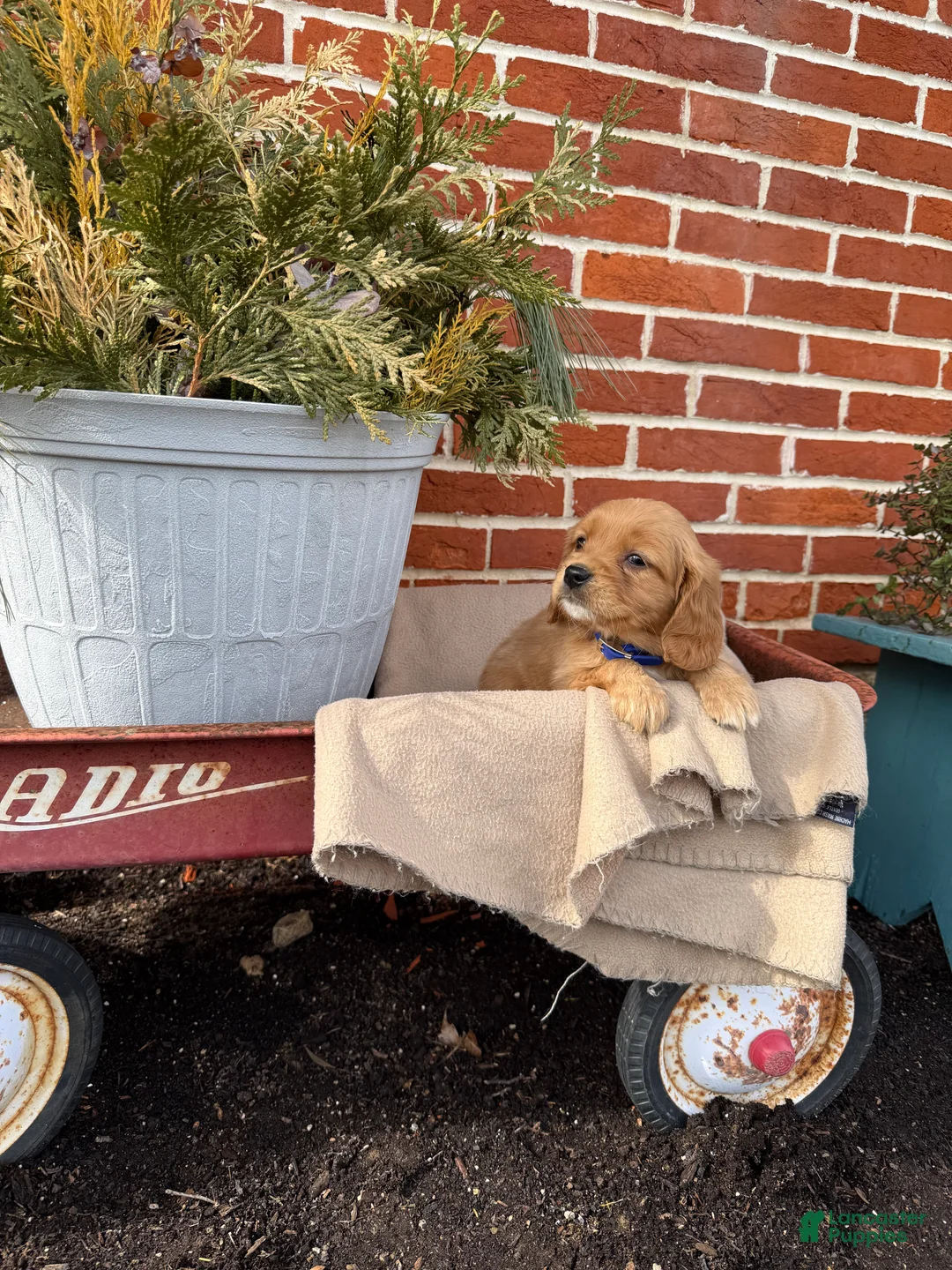 Miniature Golden Retriever dogs for sale: Miniature Golden Retriever Puppy 4 - Ad 3