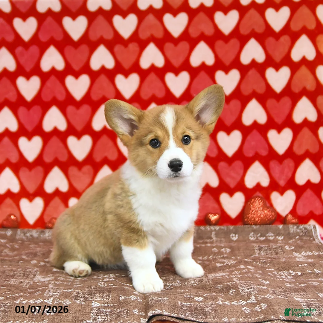 Welsh Corgi Pembroke dogs for sale: Mandy - Ad 6