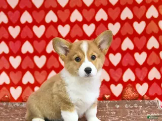 Welsh Corgi Pembroke dogs Mandy - Ad 20