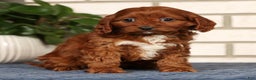 Cavapoo dogs for sale: Dawn - Ad 4