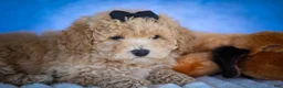 Bichpoo dogs for sale: Nova💕 - Ad 14