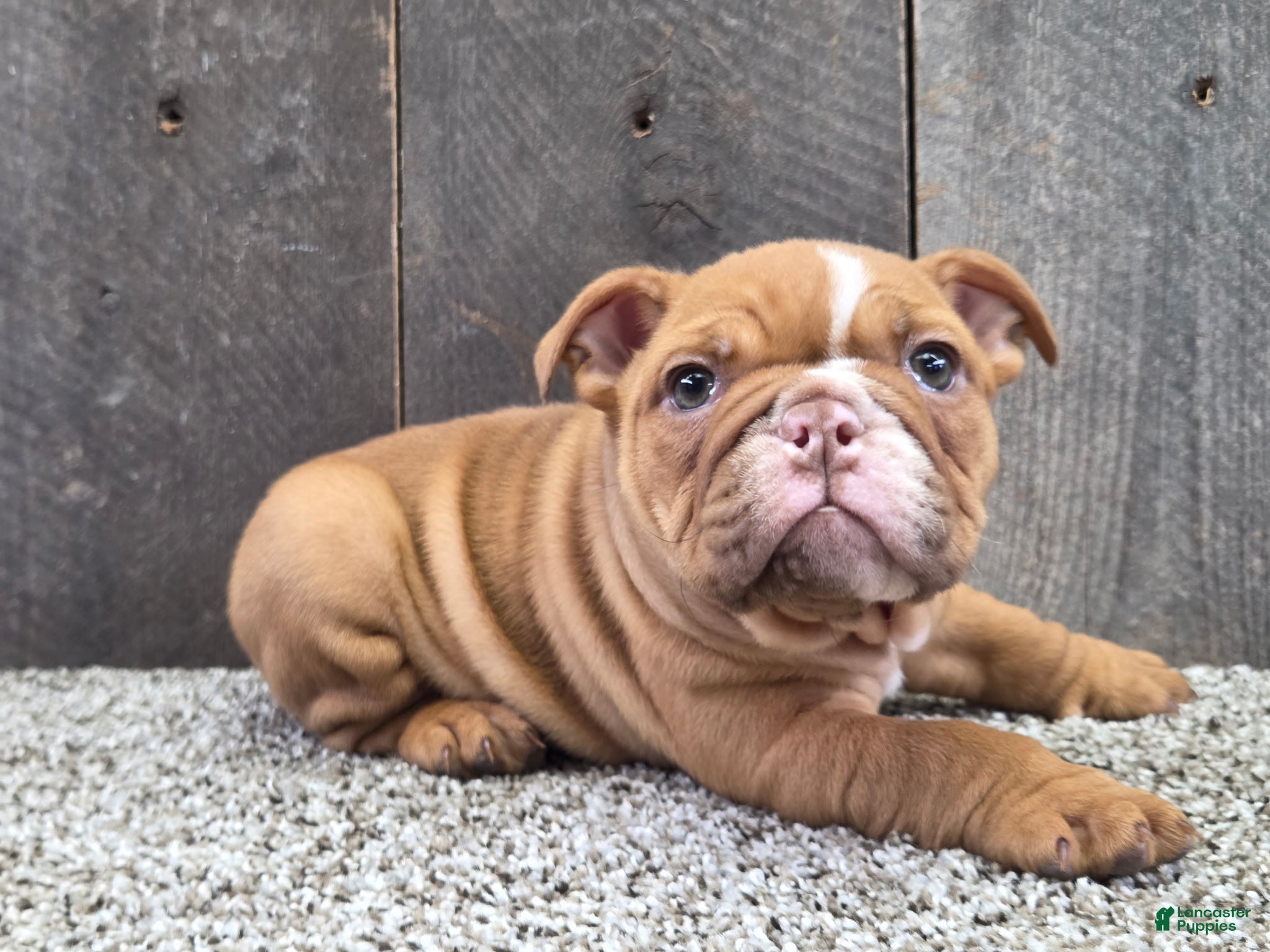 English Bulldog dogs for sale: English Bulldog Puppy 1 - Ad 1