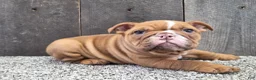 English Bulldog dogs for sale: English Bulldog Puppy 1 - Ad 1