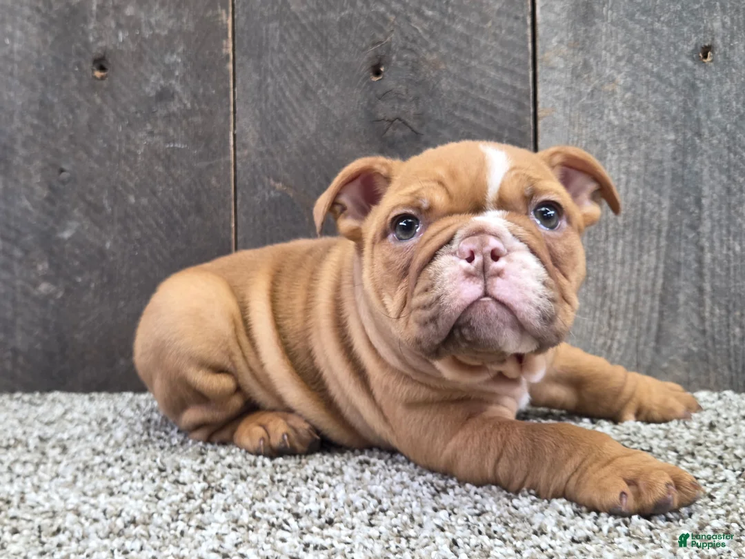 English Bulldog dogs for sale: English Bulldog Puppy 1 - Ad 1