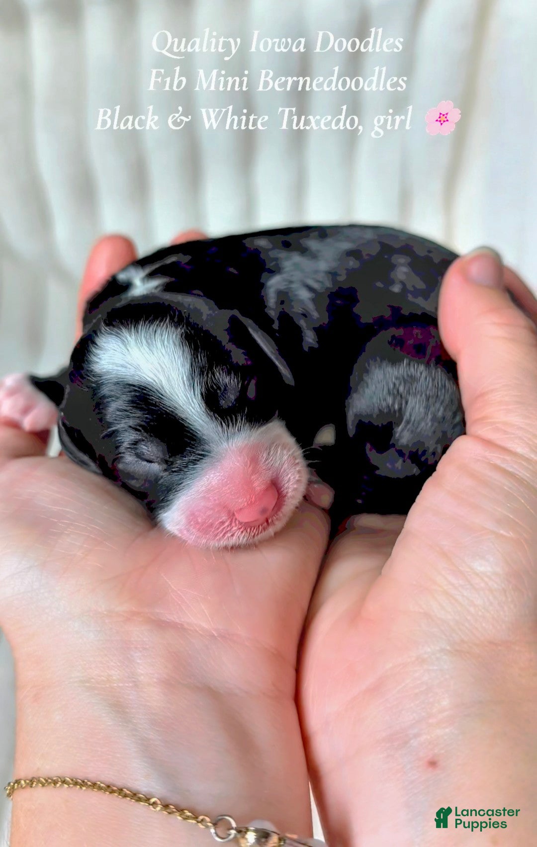 Bernedoodle dogs Bernedoodle 7 - Ad 35