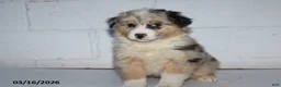 Australian Shepherd dogs for sale: Royal - Ad 4
