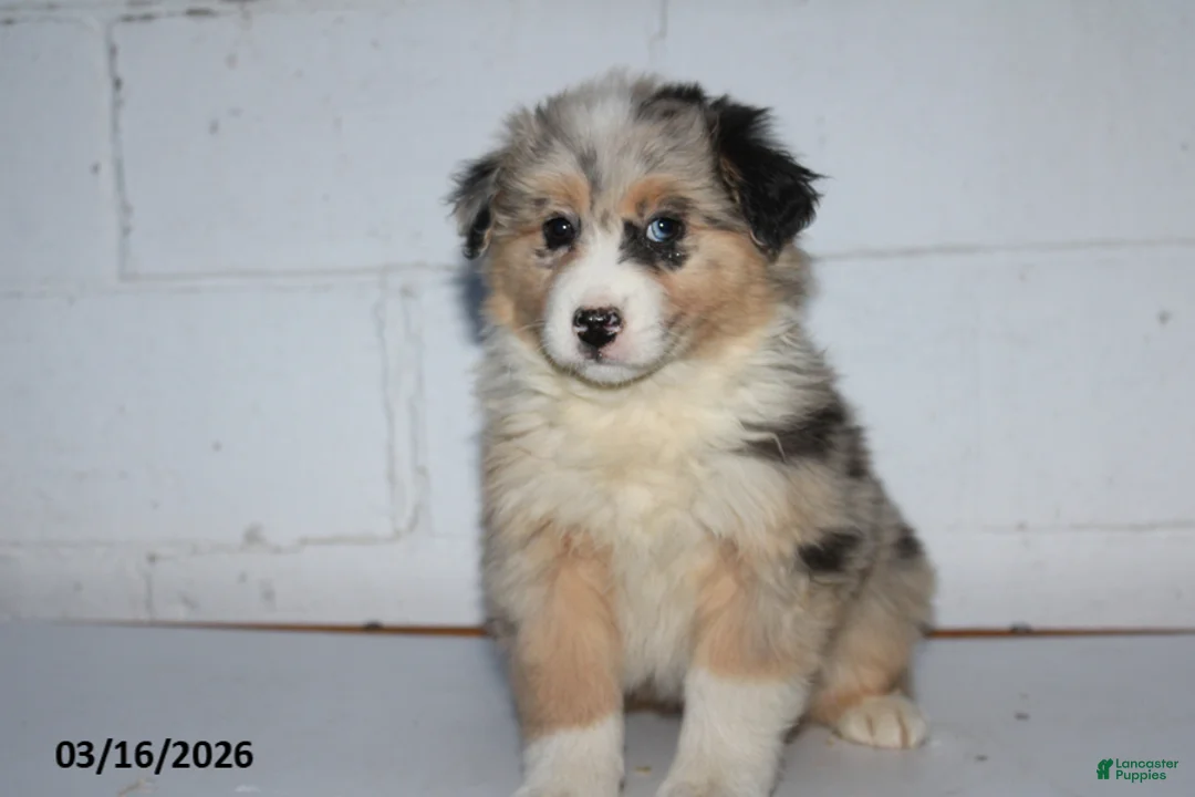 Australian Shepherd dogs for sale: Royal - Ad 4