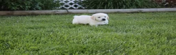 Golden Retriever dogs for sale: Yeti - Ad 5