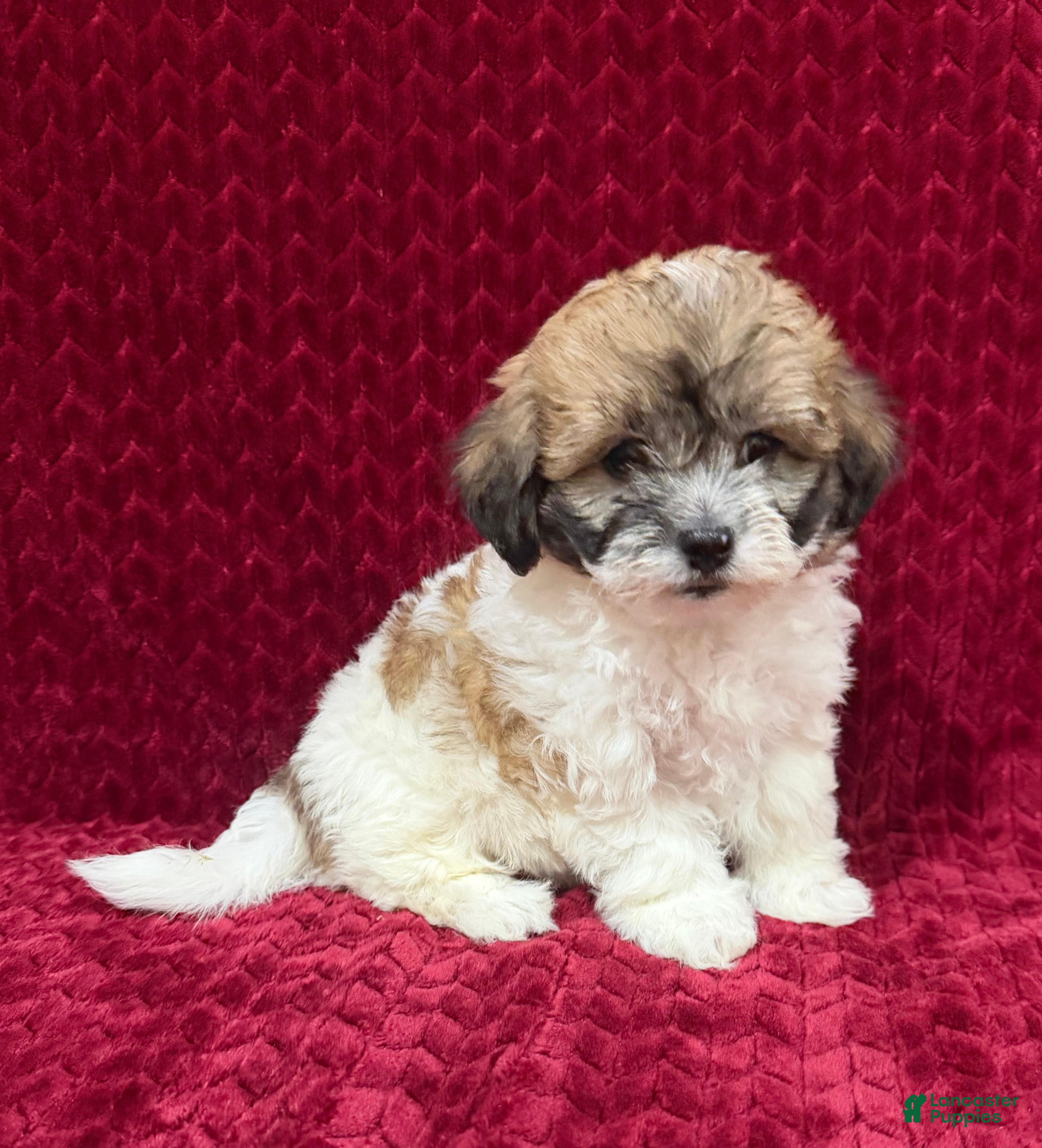 Teddy Bear dogs Nora - Ad 1