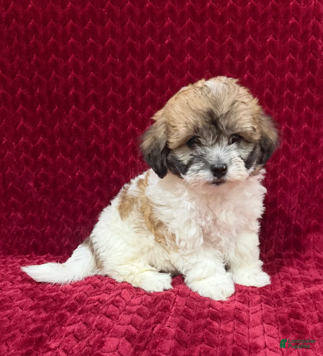 Teddy Bear dogs for sale: Nora - Ad 1