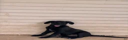 Labradoodle dogs for sale: Black Lab (Male) - Ad 2