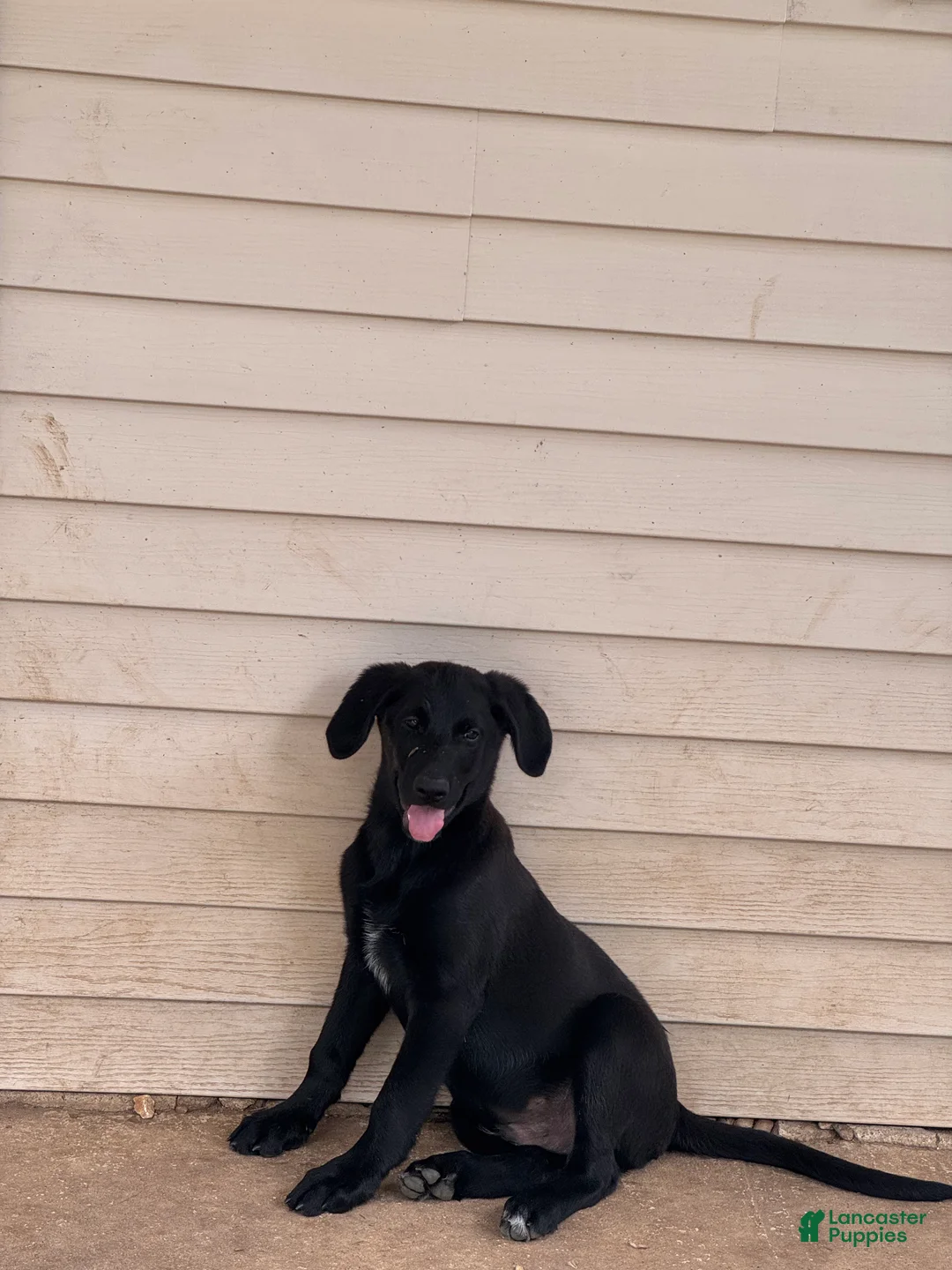 Labradoodle dogs for sale: Black Lab (Male) - Ad 2