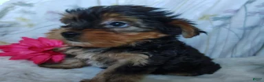 June bug