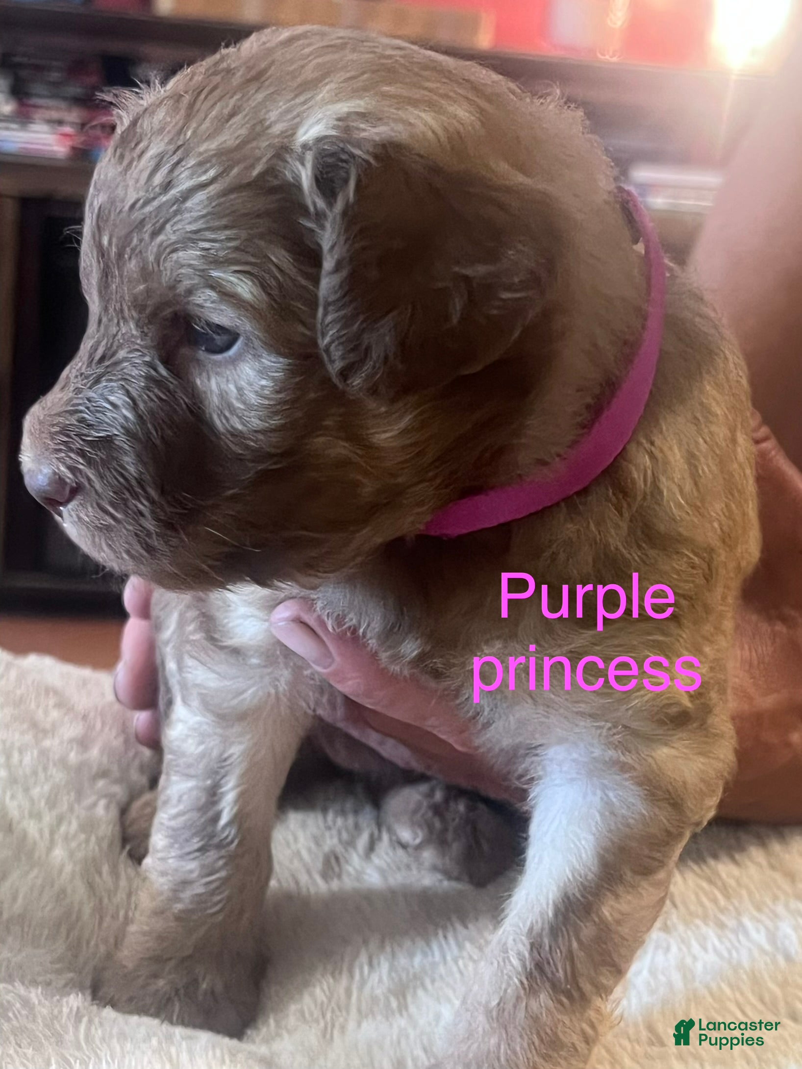 Aussiedoodle dogs Aussiedoodle 4 - Ad 2